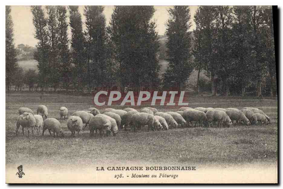 CPA La campagne Bourdonnaise Moutons au paturage 
