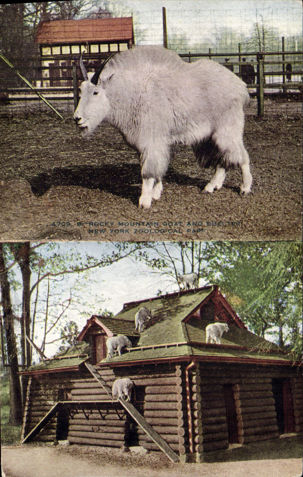 Rocky Mountain Goat and Bighorn — New York Zoological Park — NYZP