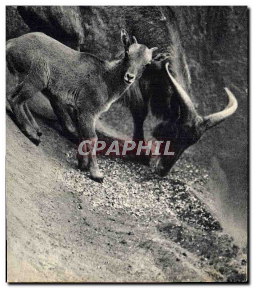 CPA Un mouflon a manchettes et son petit Afrique du Nord Zoo Vincennes 