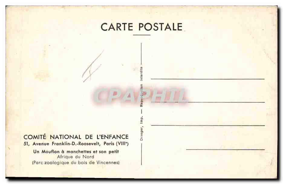CPA Un mouflon a manchettes et son petit Afrique du Nord Zoo Vincennes  — Rückseite