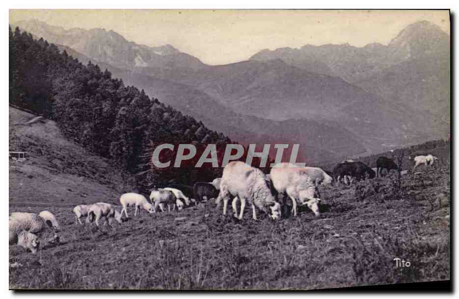CPA Pyrenees Le Col d'Aspin Moutons au paturage 