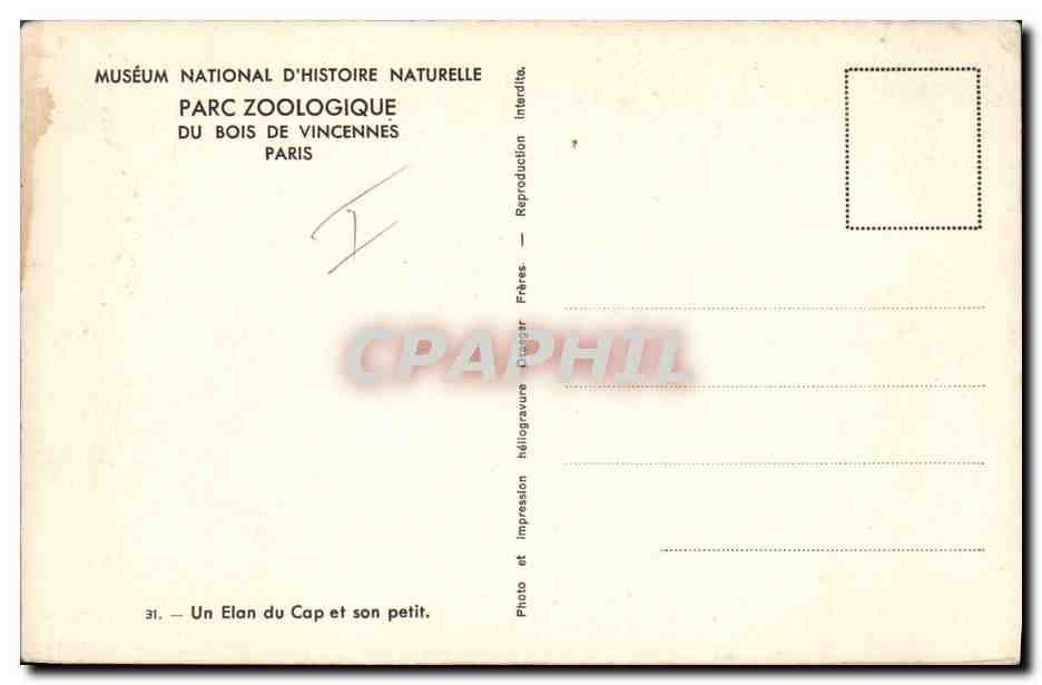 CPA Un elan du Cap et son petit Zoo Vincennes  — Rückseite