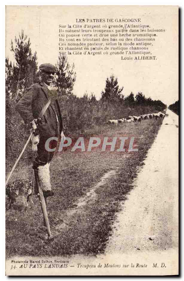 CPA Folklore Au Pays Landais Troupeau de moutons sur la route 