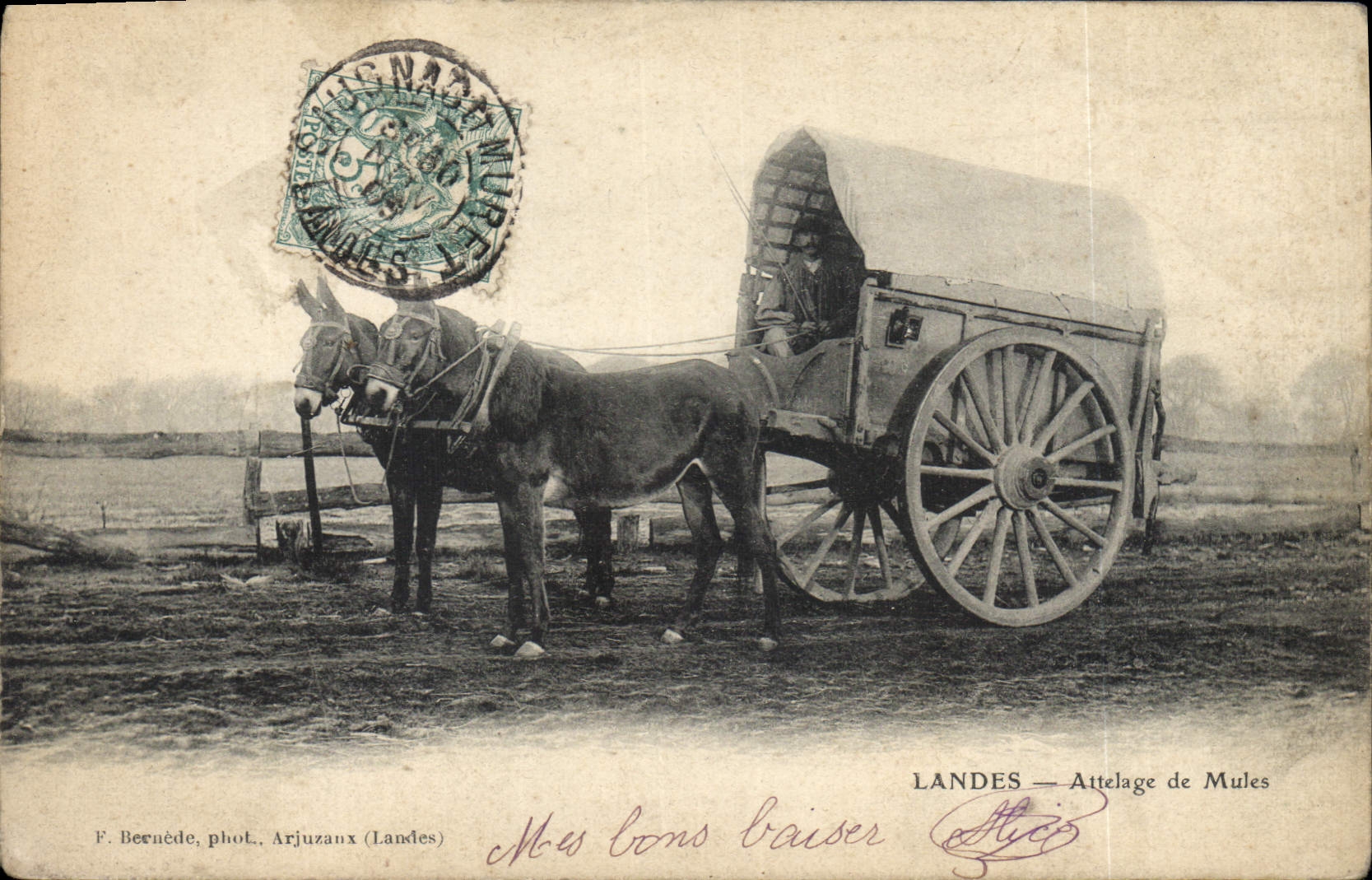 Landes — Attelage de Mules — F. Bernède, phot. Arjuzaux (Landes)