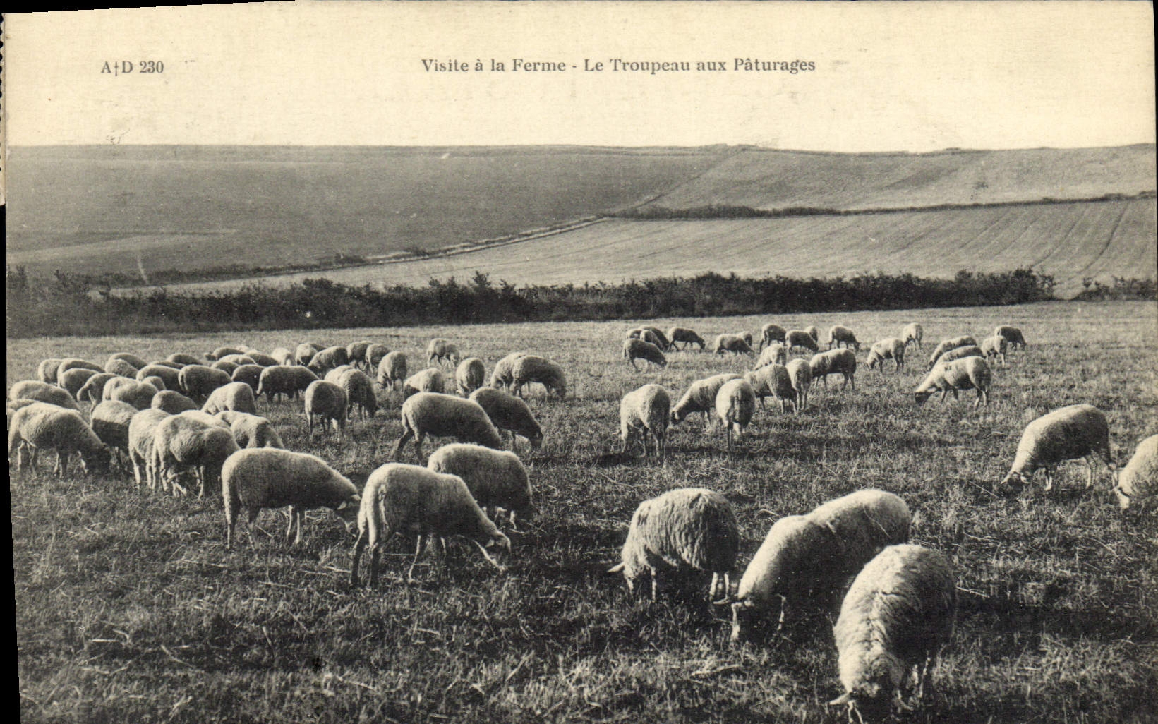 Visite à la Ferme - Le Troupeau aux Pâturages — A+D 230