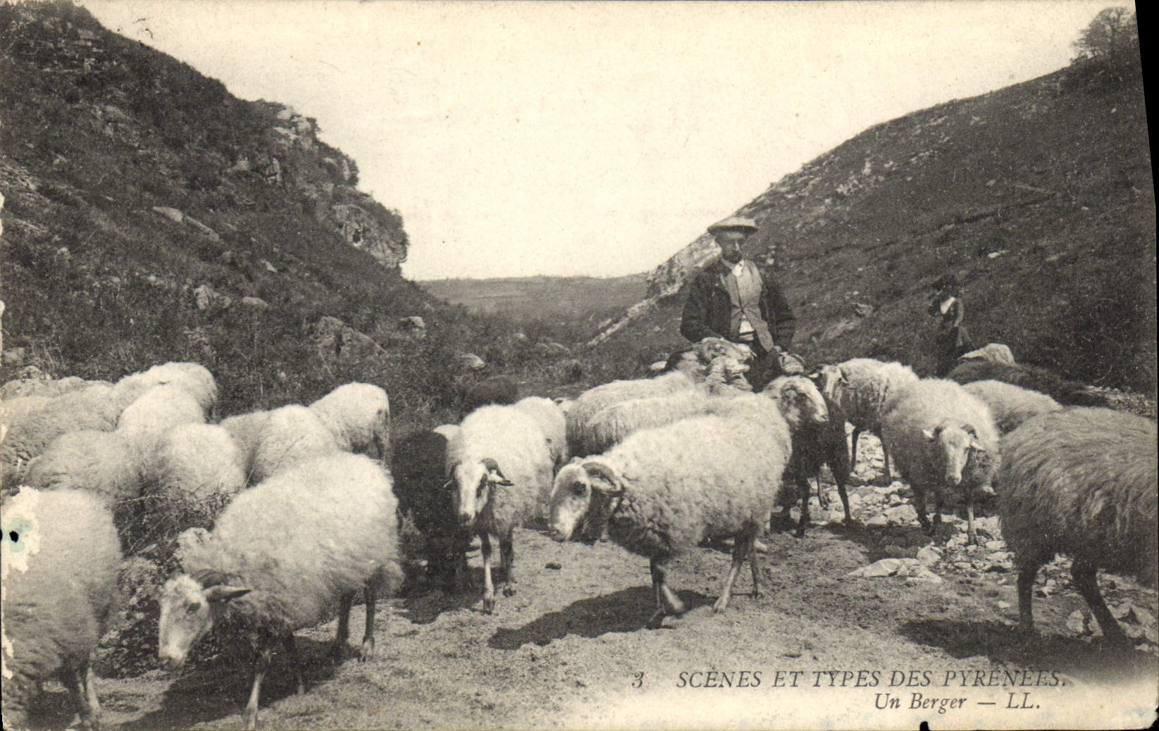 CPA Pyrenees Un berger Moutons