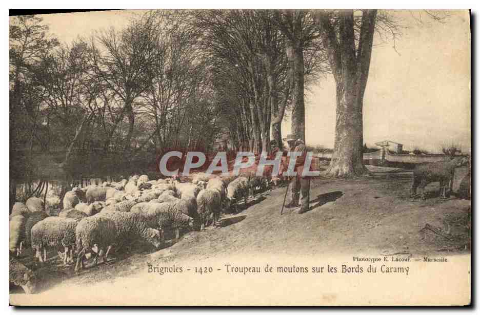 Brignoles - Troupeau de moutons sur les Bords du Caramy — Phototype E. Lacour — Marseille