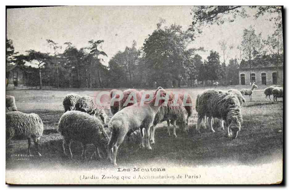 CPA Les moutons Jardin zoologique d'acclimatation de Paris 