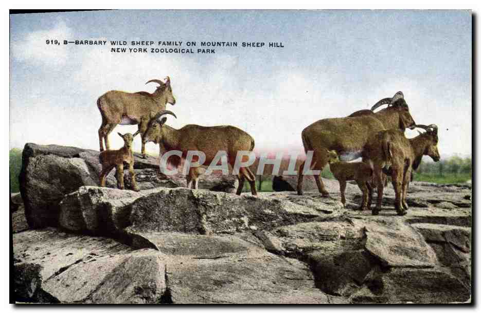 Barbary Wild Sheep Family on Mountain Sheep Hill — New York Zoological Park, série 919 B