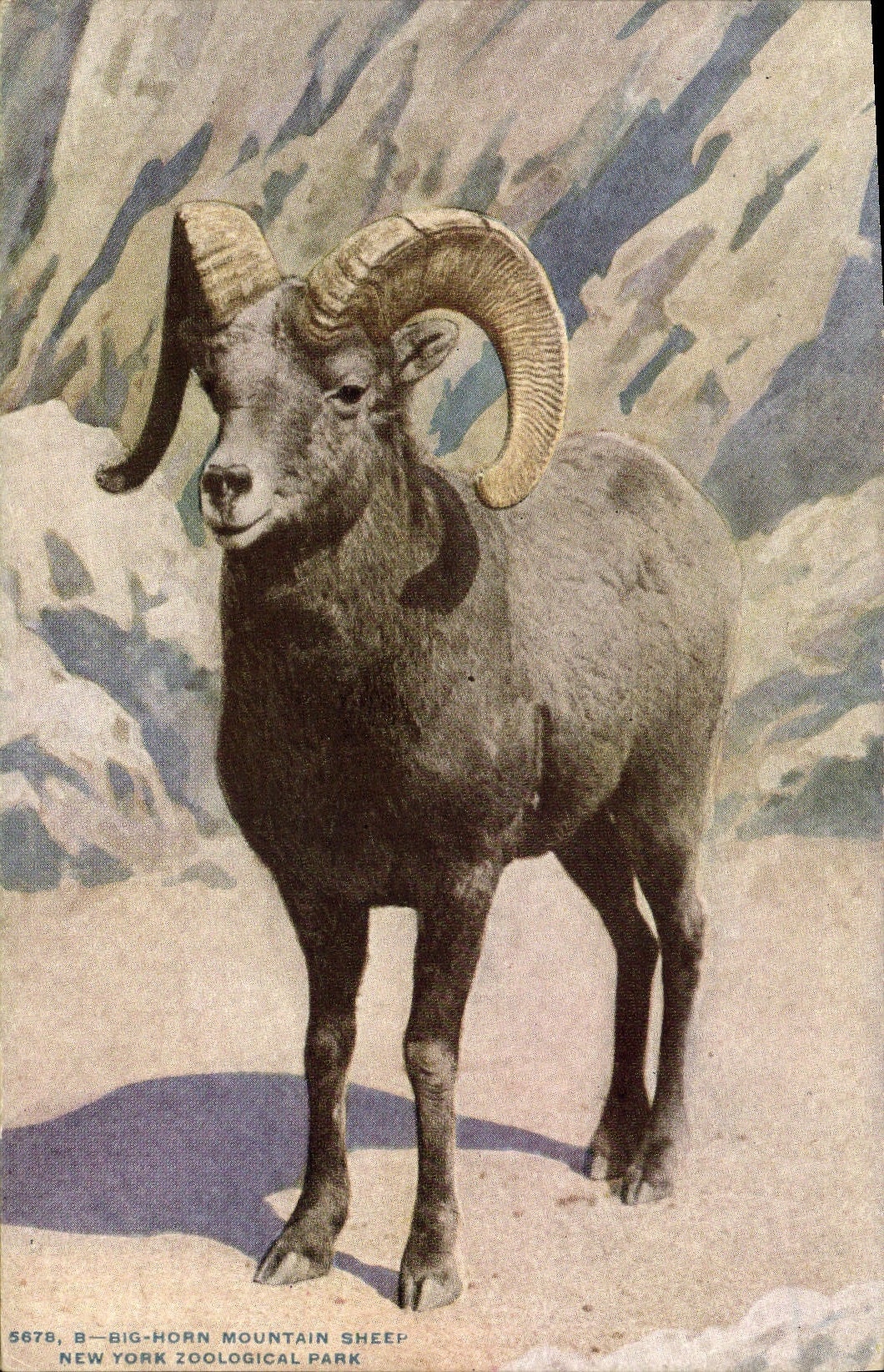 Big-Horn Mountain Sheep — New York Zoological Park — NYZP