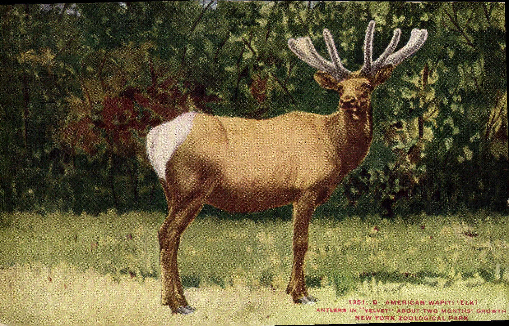 American Wapiti (Elk) — Antlers in 'velvet', about two months' growth — New York Zoological Park, série 1351 B