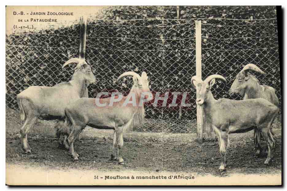 Mouflons à manchette d'Afrique — Jardin Zoologique de la Pataudière (D.-B.) — n° 51