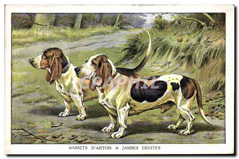Bassets d'Artois à jambes droites — illustration de chiens de chasse — éditeur L'Administrateur Français, Saint-Étienne