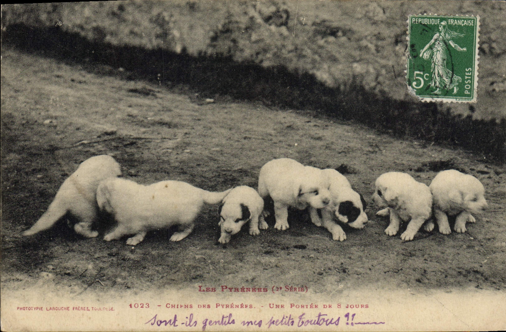 Chiots des Pyrénées — Une portée de 8 jours — Phototypie Larouche Frères, Toulouse, n° 1023