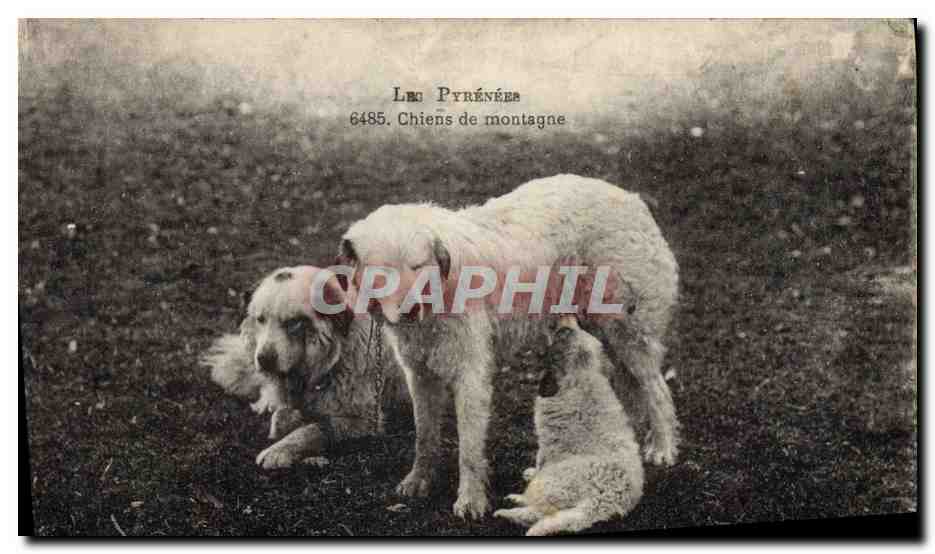 CPA Chien Chiens de montagnes Pyrenees 