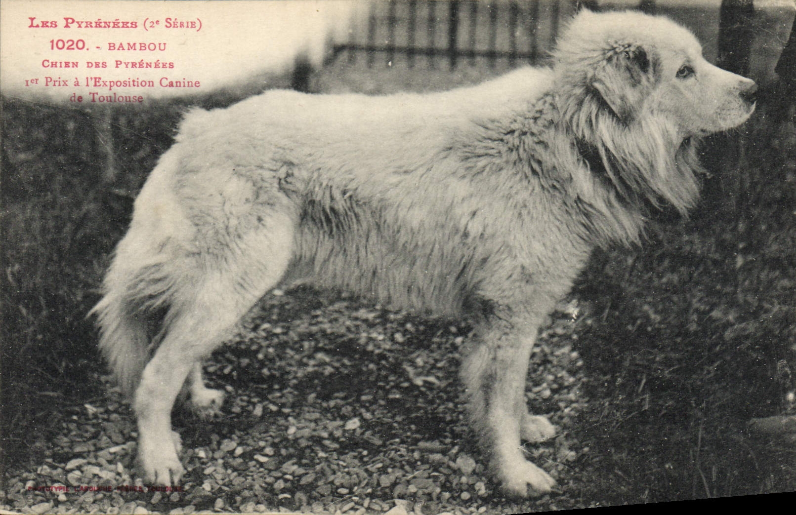 Chien des Pyrénées — Bambou — 1er Prix à l'Exposition Canine de Toulouse — Série 2 — N° 1020 — Éditeur : Phototypie L'Apollon, Toulouse