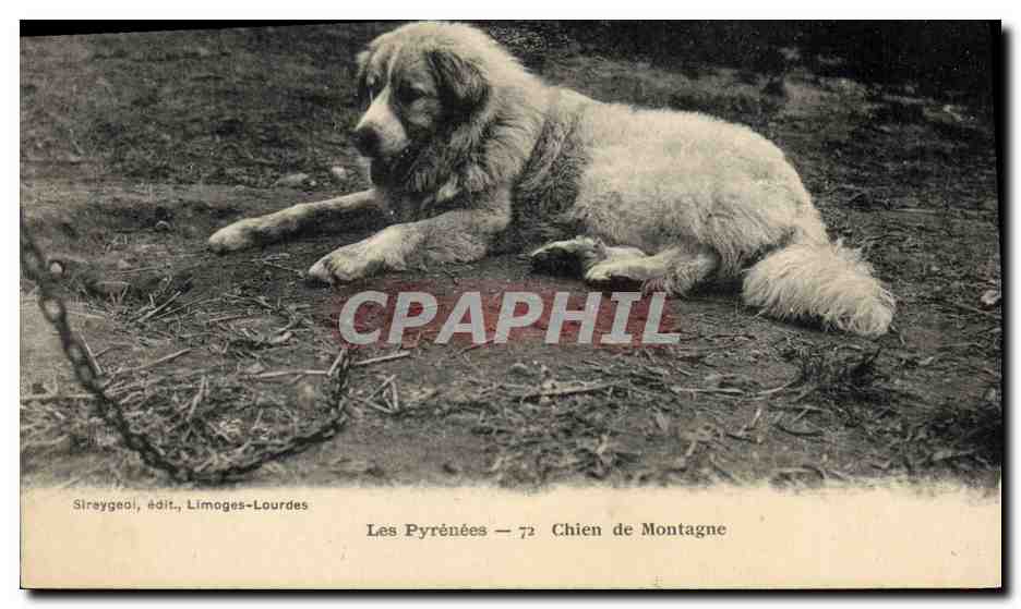 CPA Chien de montagne Chiens Pyrenees 