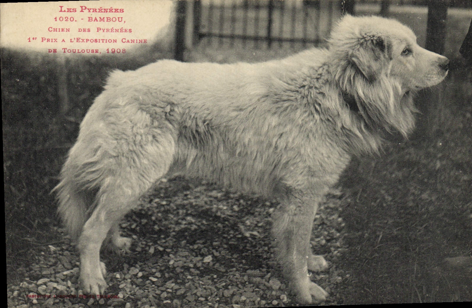 Chien des Pyrénées — Bambou, 1er prix à l'Exposition Canine de Toulouse, 1908 — Hôtel de Douane, Paris