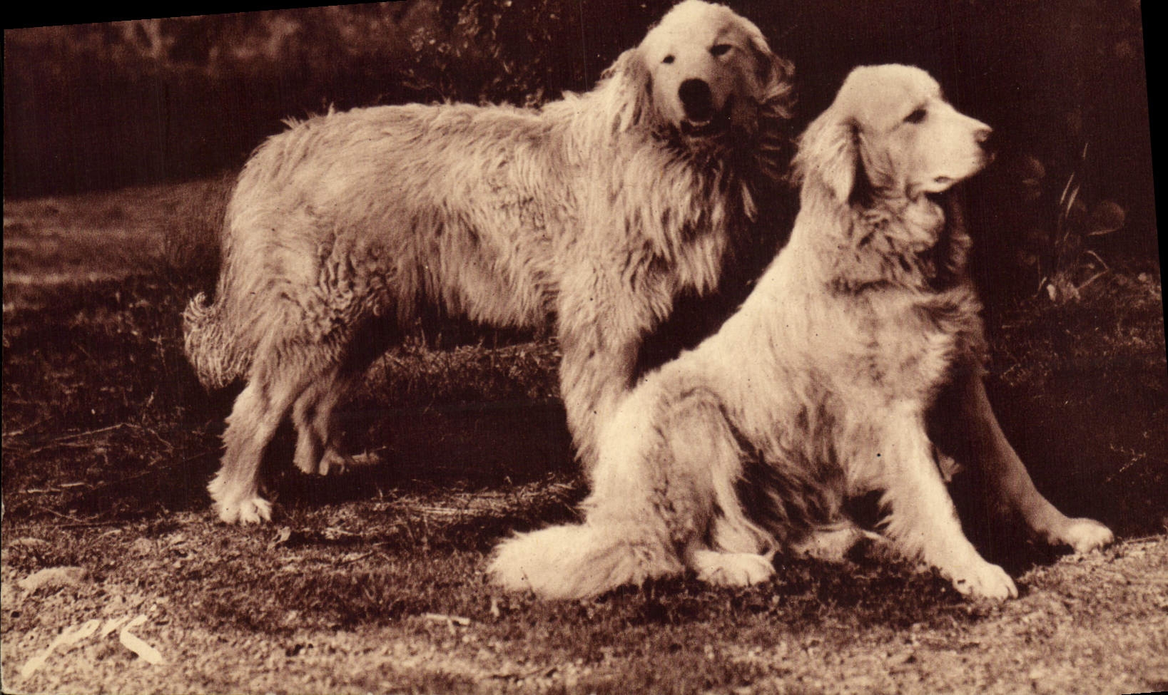 Deux chiens des Pyrénées — Éditions Jové, Pau — N° 66