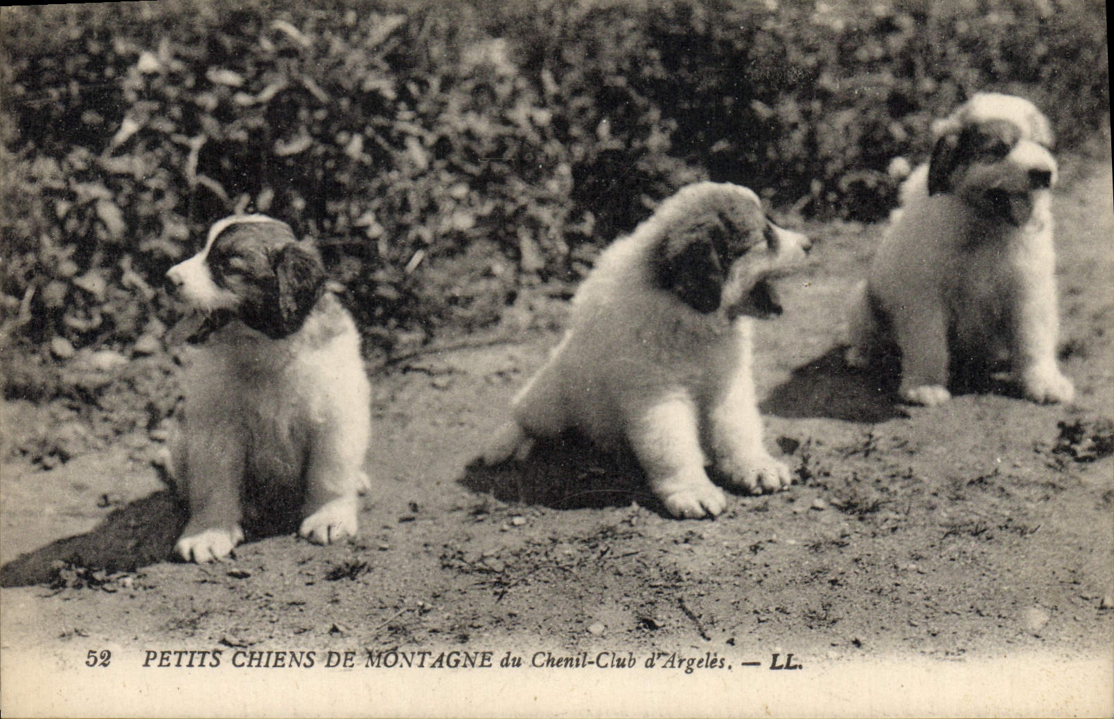 Petits chiens de montagne — du Chenil-Club d'Argelès — LL. — n° 52
