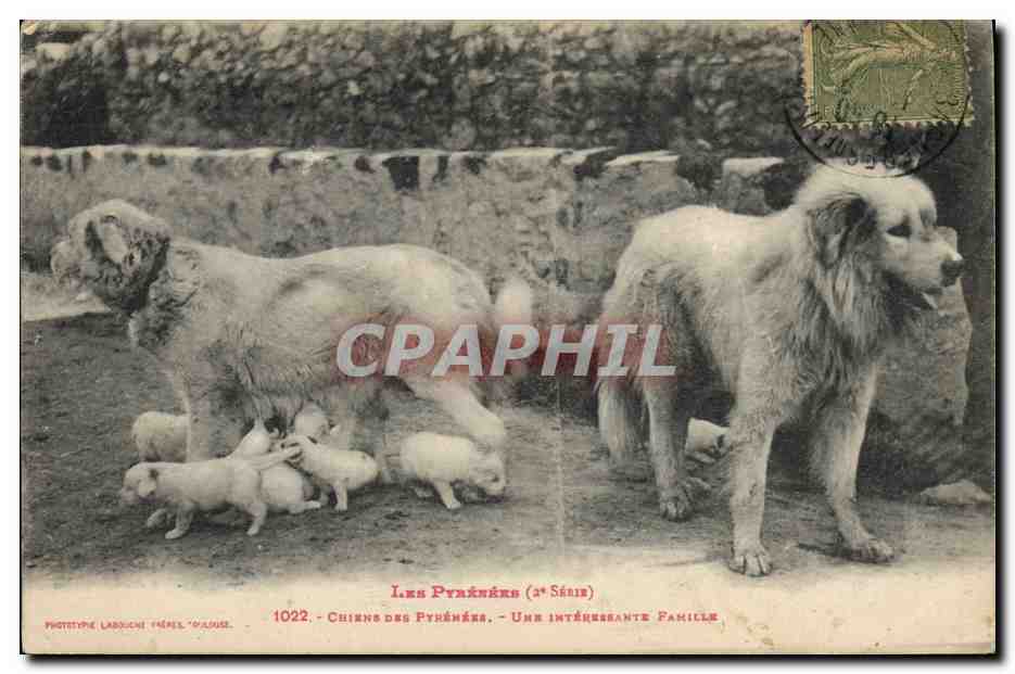 CPA Chien Chiens Pyrenees Une interessante famille 