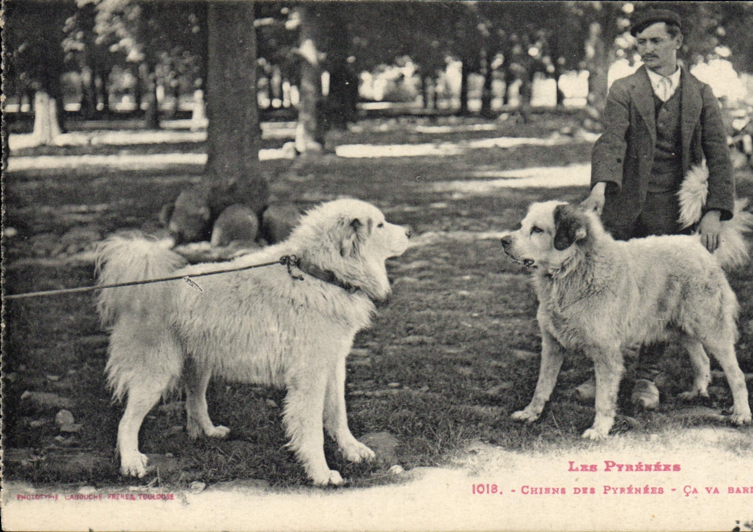 Chiens des Pyrénées — Ça va barder — Phototypie Labouchs Frères Toulouse 1018