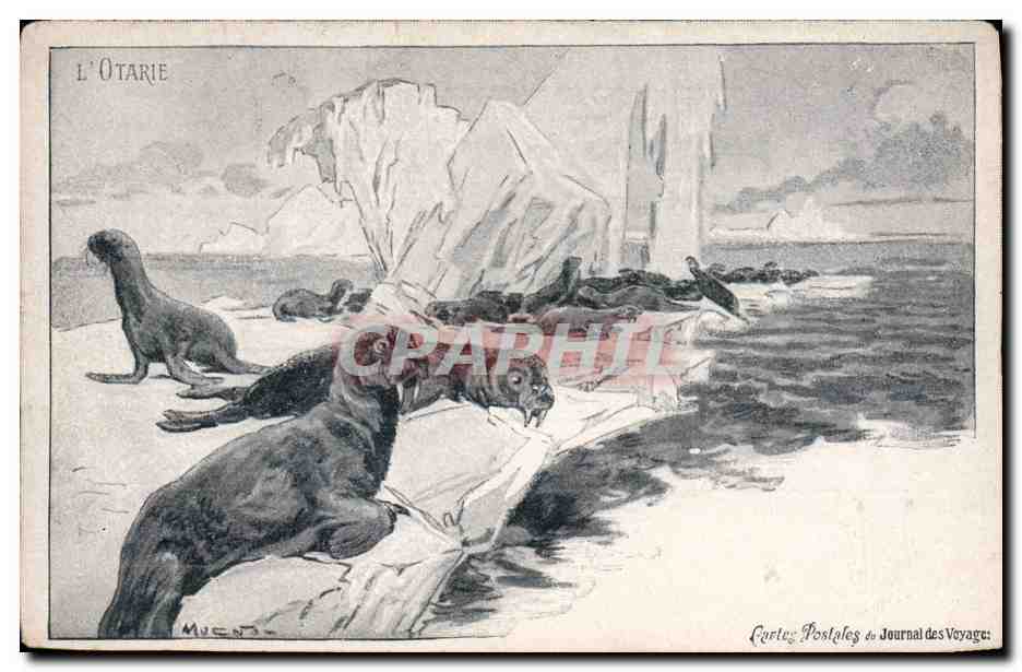 CPA Fantaisie Illustrateur L'otarie 