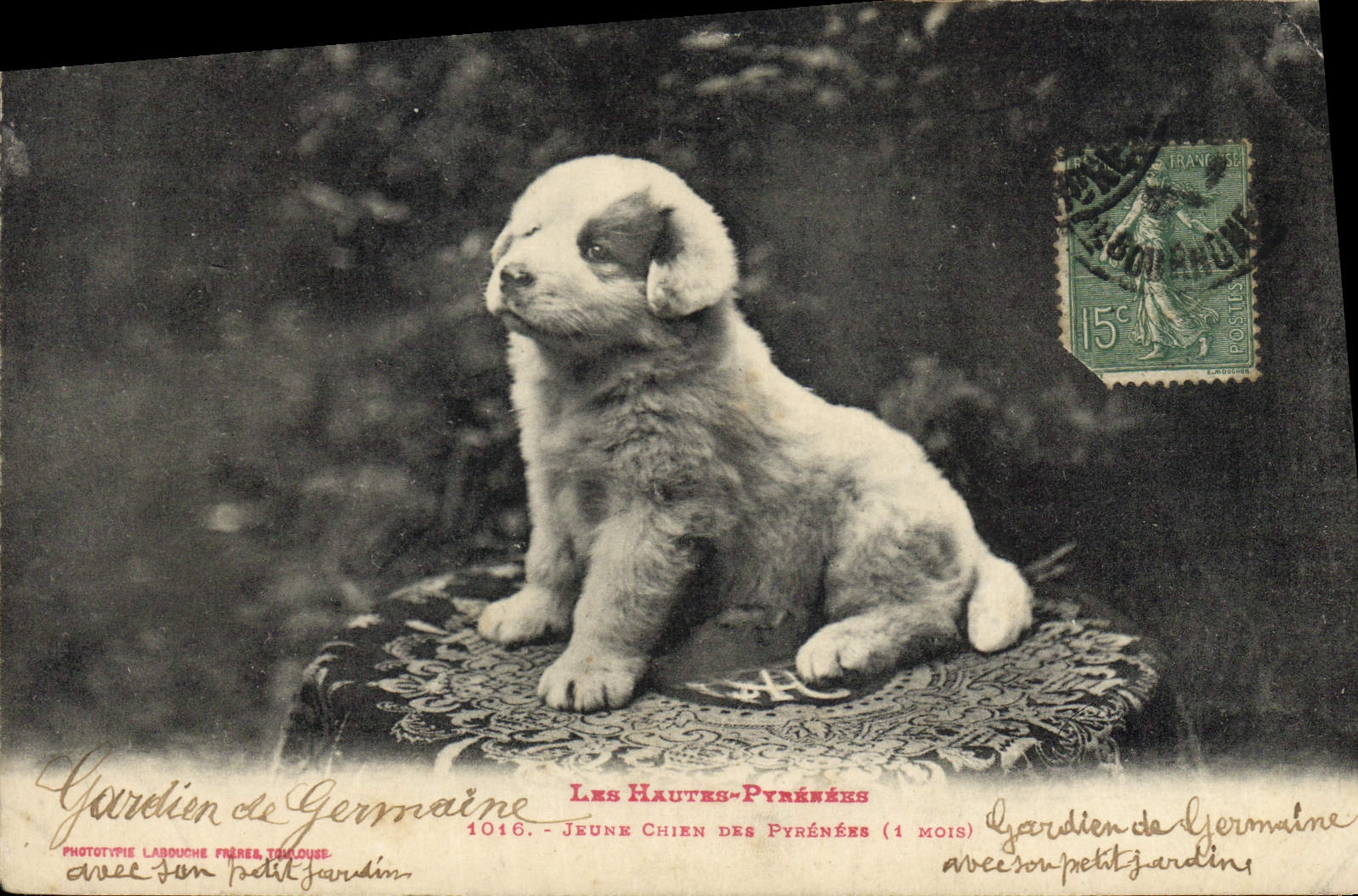 CPA Chiens Jeune Chien des Pyrenees
