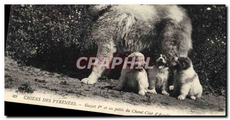 Chiens des Pyrénées — Gazost 1er et ses petits du Chien Club d'Aragné
