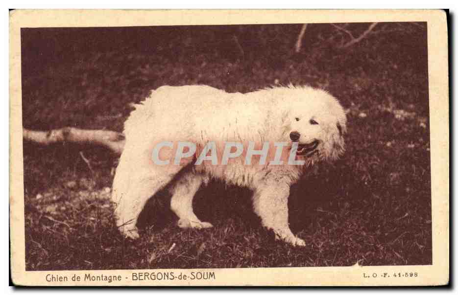 CPA Chiens Chien de montagne Bergons de Soum