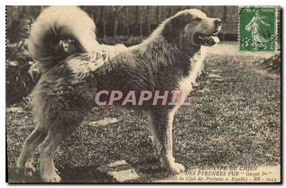 Chien des Pyrénées pur « Gazost Ier » — Élevage du Club des Pyrénées à Argelès — BR 1033