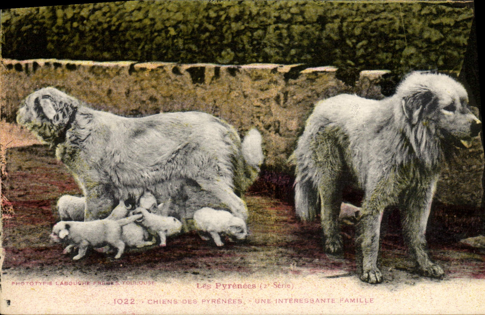 Chiens des Pyrénées — Une intéressante famille — Phototypie Labouche Frères, Toulouse (2e Série)