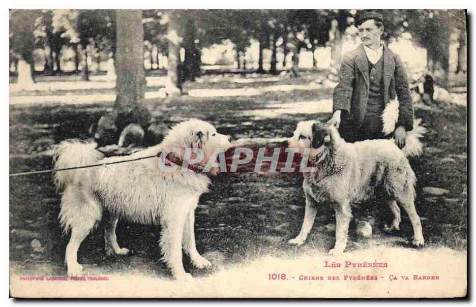 Chiens des Pyrénées — Ça va BARDER — Éditeur: Phototypie Labeur, Toulouse — N° 1018