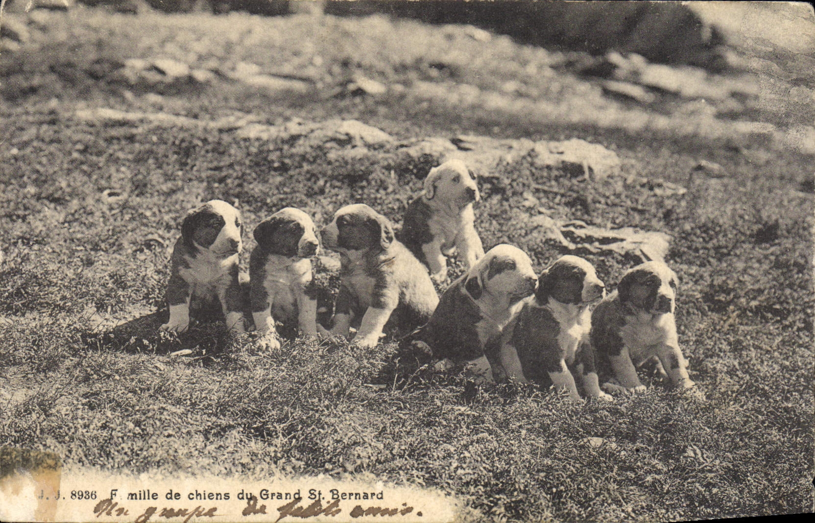 Groupe de chiots du Grand Saint-Bernard — J.J. 8936 — Jaillien frères, Genève
