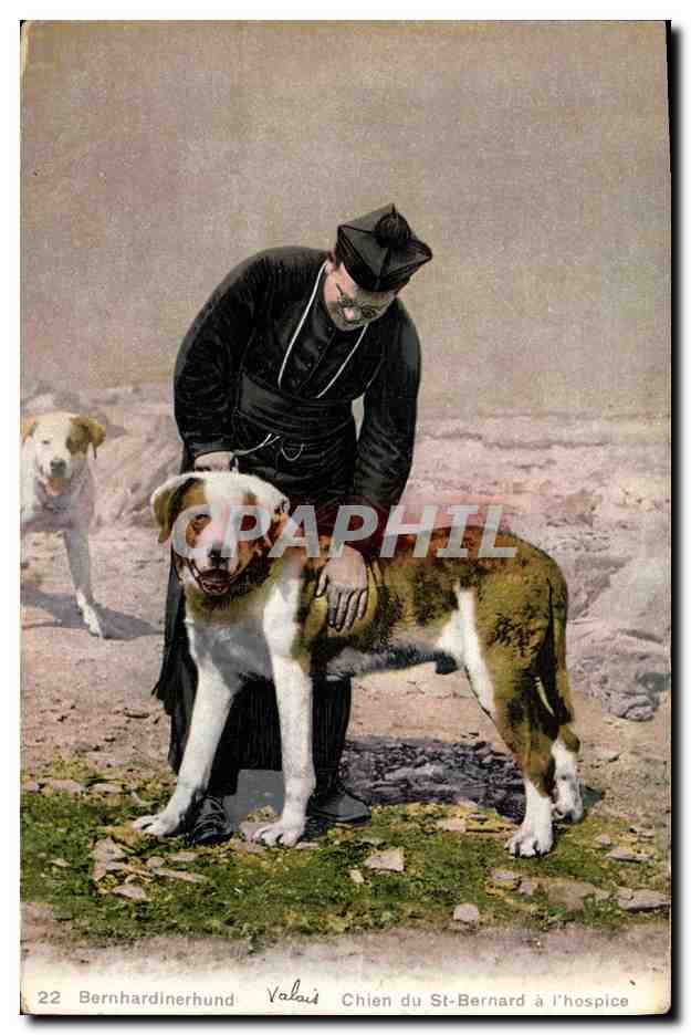 Chien du St-Bernard à l'hospice — Valais — Phototypie C. Valais