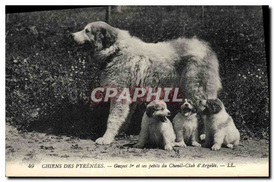 Chiens des Pyrénées — Gazost Ier et ses petits du Chenil-Club d'Argelès — LL. n°49