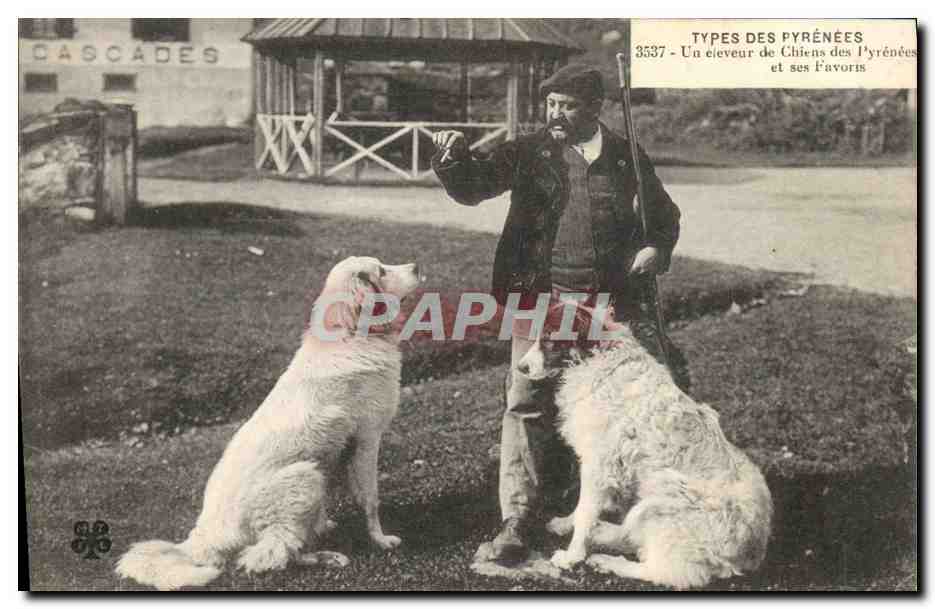 Un éleveur de Chiens des Pyrénées et ses Favoris — Types des Pyrénées, n° 3537