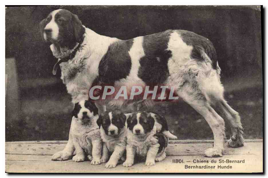 Chiens du St-Bernard — série II801 — Phototypie J.B., Neuchâtel