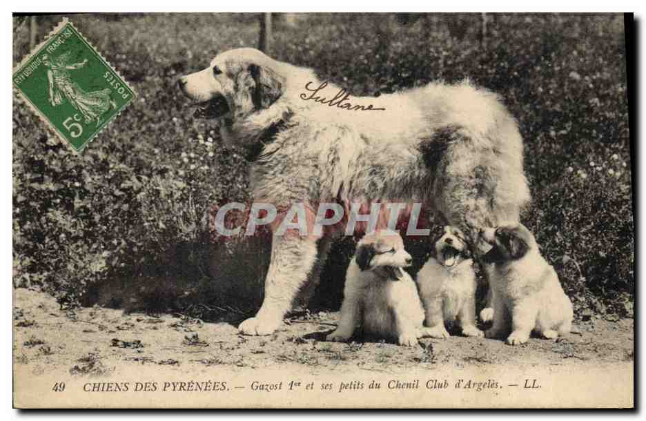 Chiens des Pyrénées — Gazost 1er et ses petits du Chenil Club d'Argelès — LL. n°49