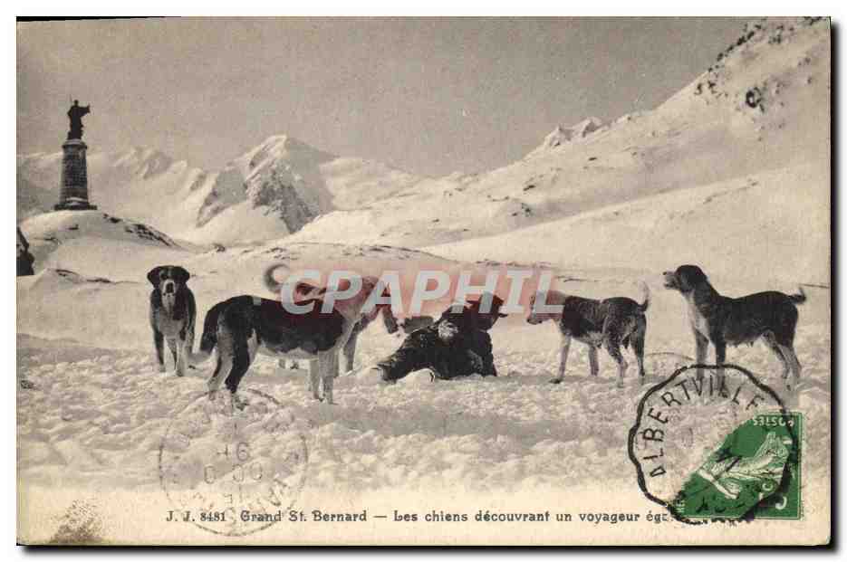 CPA Chien Chiens Grand St Bernard Les chiens decouvrant un voyageur egare 
