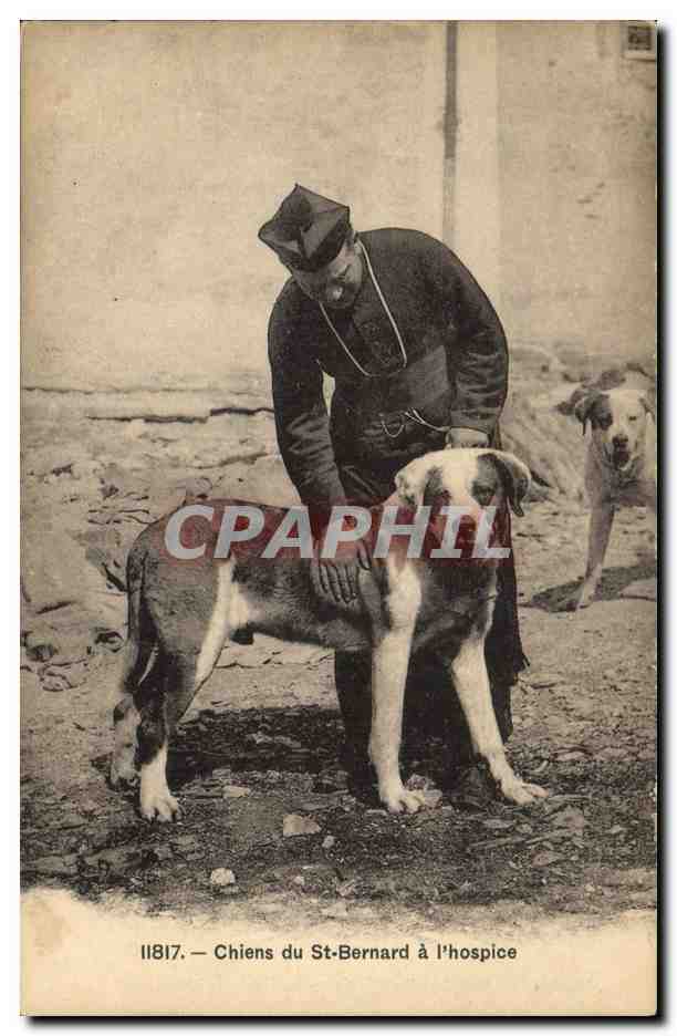 CPA Chien Chiens du St Bernard a l'hospice 