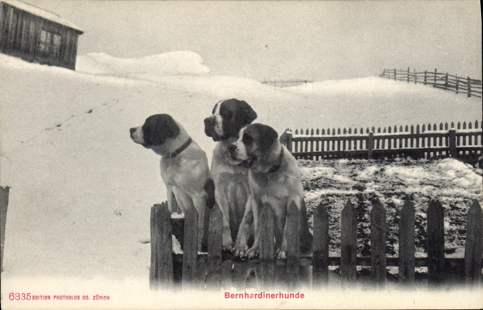 Bernhardinerhunde — trois chiens dans la neige — Edition Photoblob Co. Zürich, n° 6835