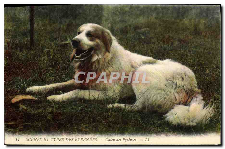 CPA Chien Chiens des Pyrenees 