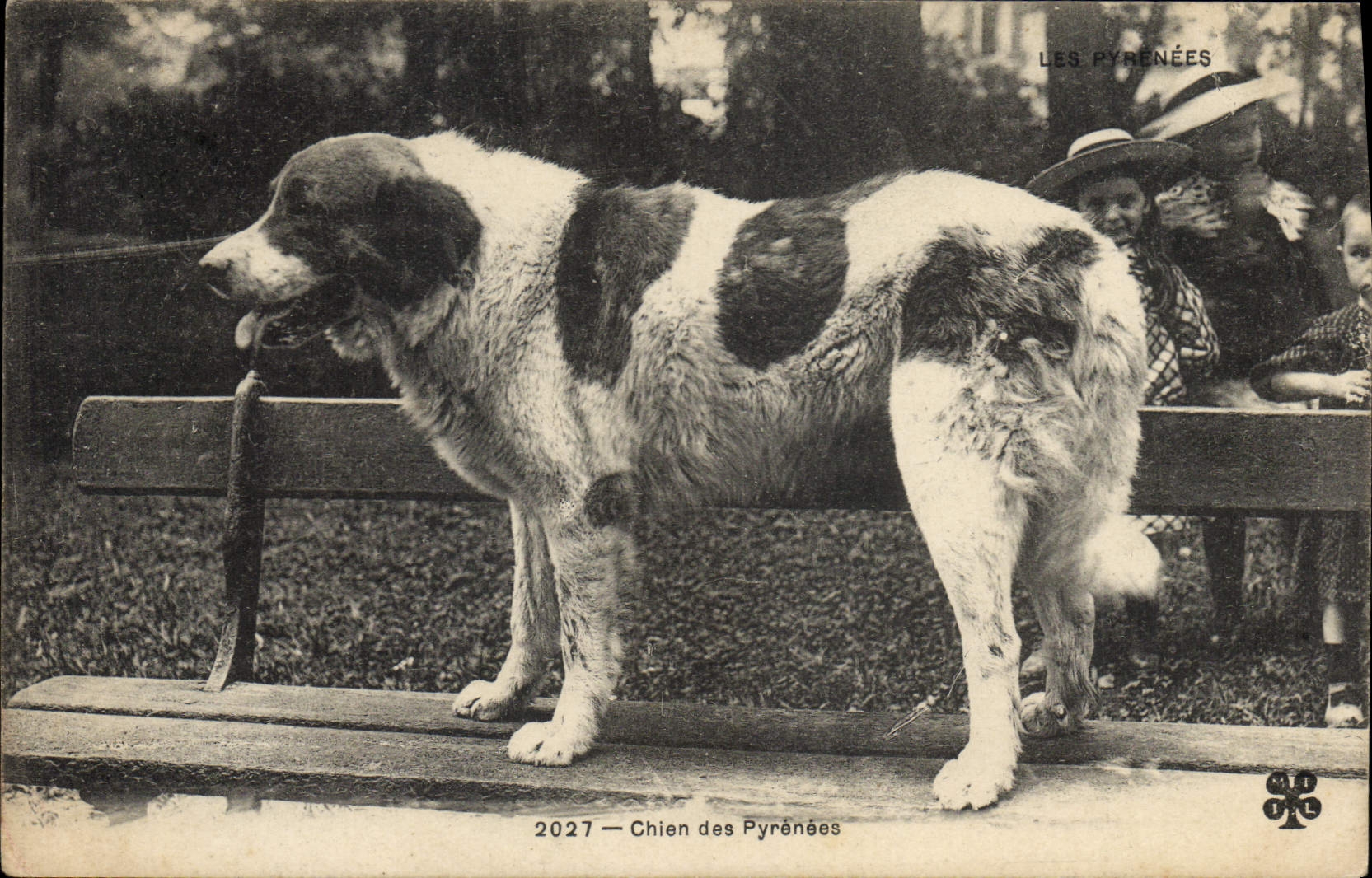 Chien des Pyrénées — 2027 — Éditeur Les Pyrénées