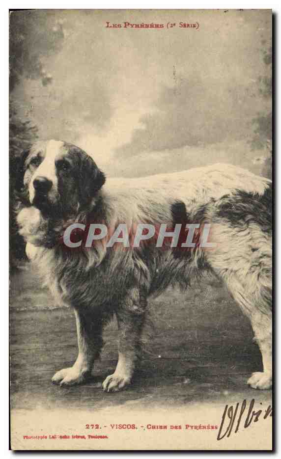 CPA Chien Chiens des Pyrenees Viscos 