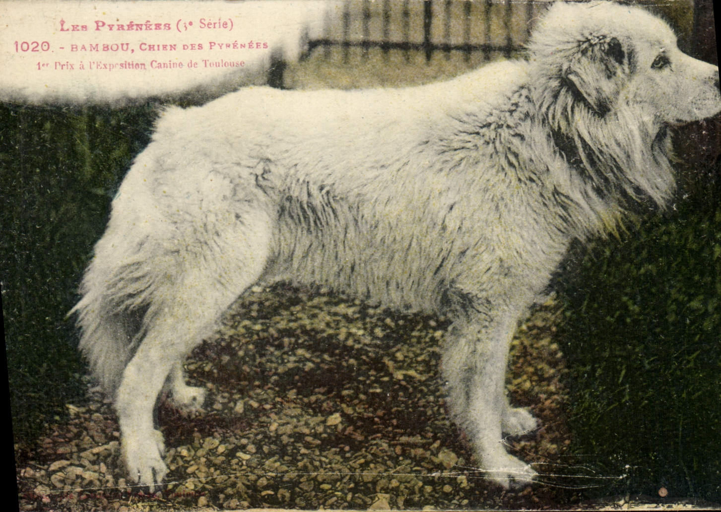 Bambou, chien des Pyrénées — 1er prix à l'Exposition Canine de Toulouse — Série 3, n°1020