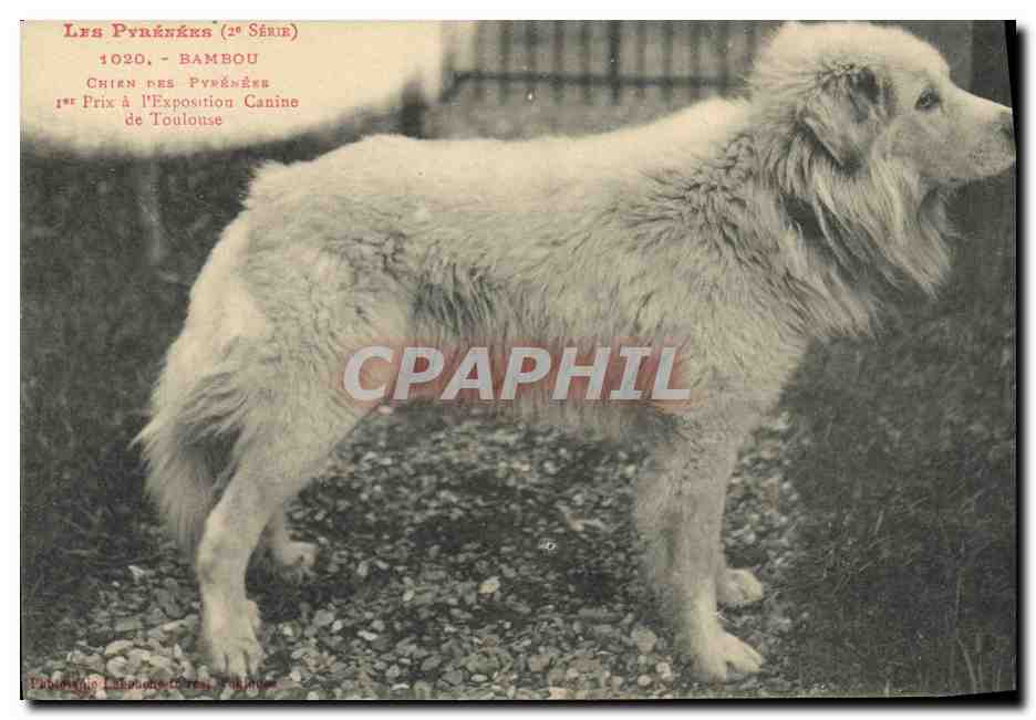 Chien des Pyrénées - Bambou - 1er Prix à l'Exposition Canine de Toulouse - 2e Série
