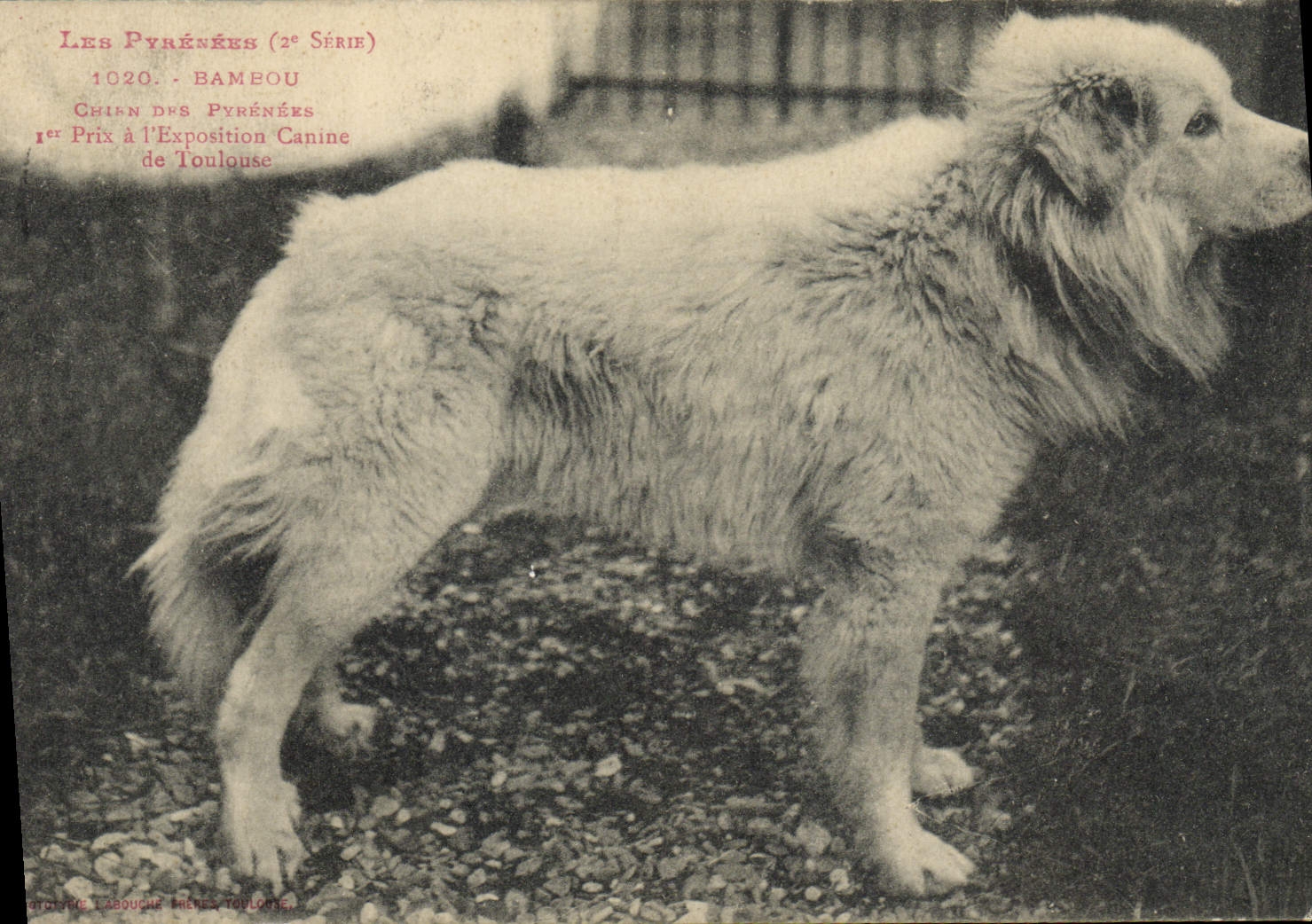 Chien des Pyrénées — Bambou — 1er Prix à l'Exposition Canine de Toulouse — série 1020 — éditeur Labougue, Toulouse