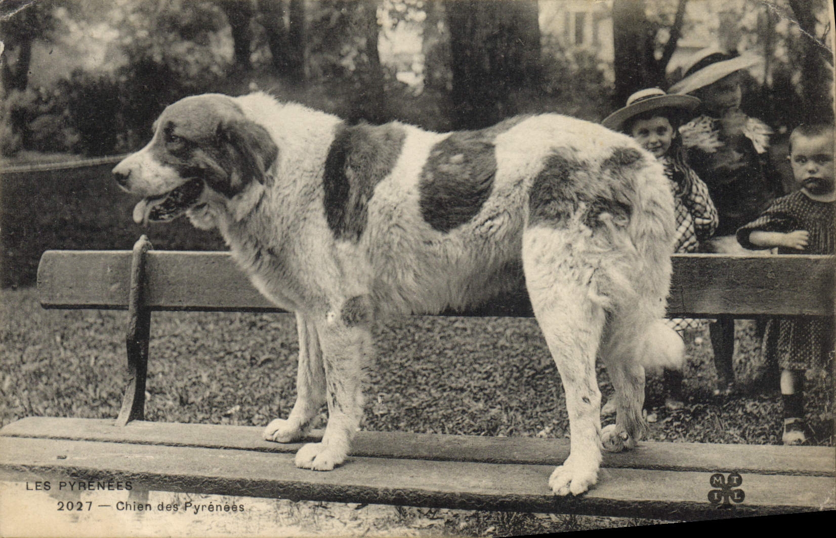 Chien des Pyrénées — 2027 — Éditeur MTIL