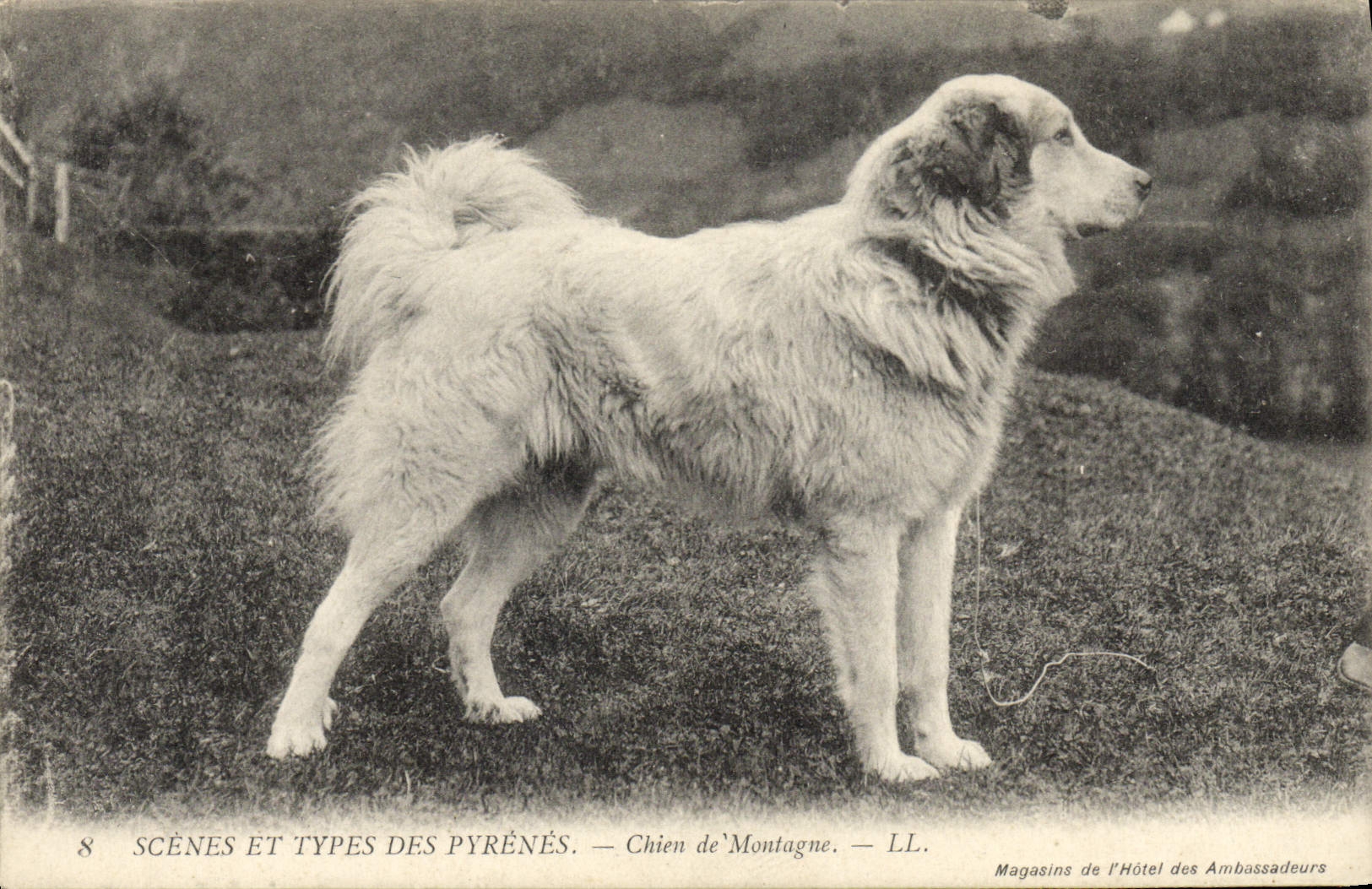 Chien de Montagne — Scènes et Types des Pyrénés — Magasins de l'Hôtel des Ambassadeurs